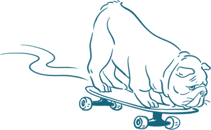 Bulldog on a skateboard